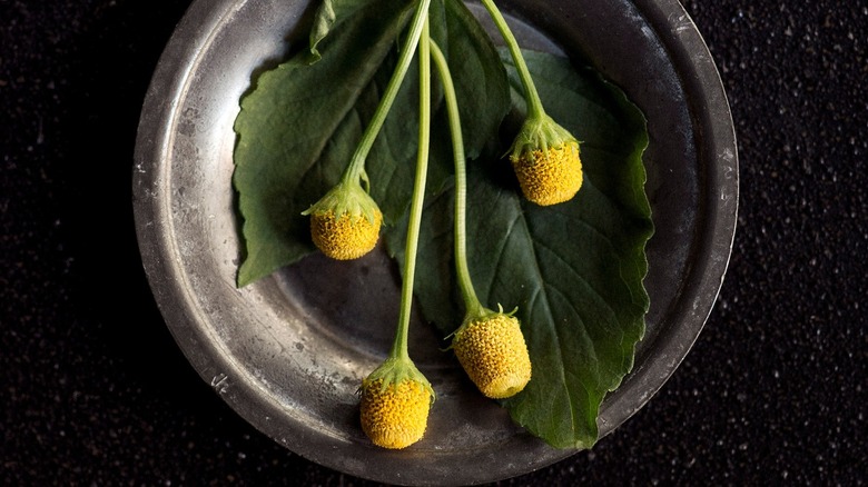 Buzz buttons at Restaurant Marc Forgione