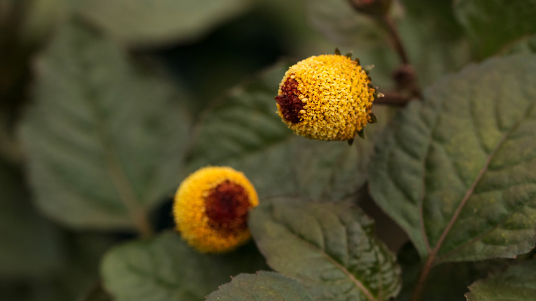 The buzz button flowering plant