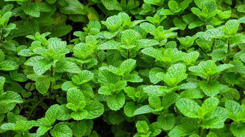 A bushy mint plant growing outdoors