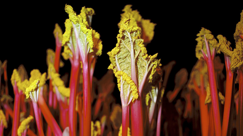 Yorkshire forced rhubarb stalks
