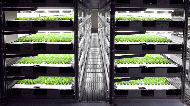 3050750-poster-p-1-this-indoor-farm-run-by-robots-can-grow-10-million-heads-of-lettuce-a-year