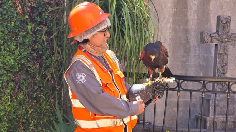 a Jose Cuervo hawk handler
