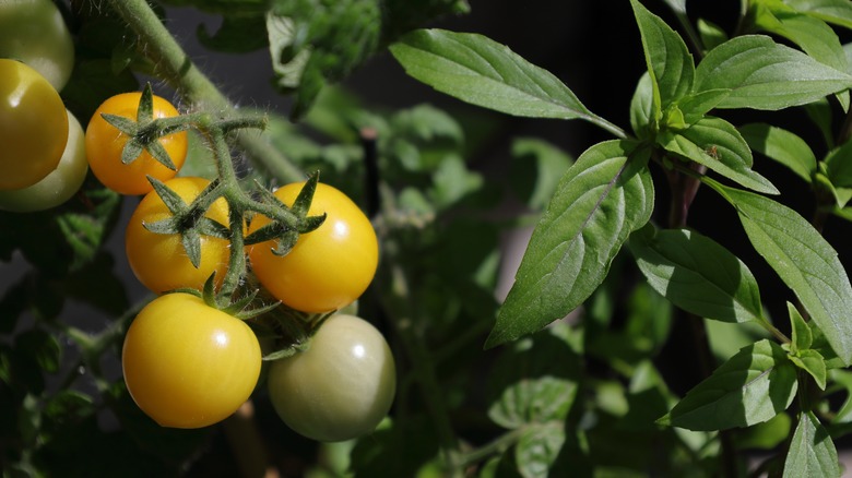 Small tomatoes in the yellow and green stages grow side by side with basil