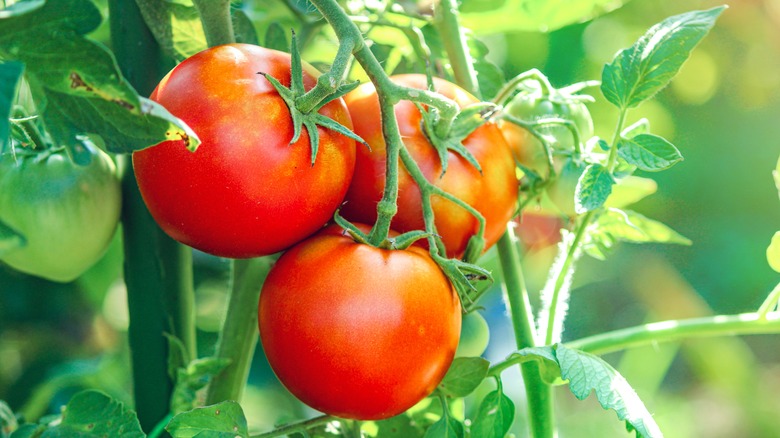 Three ripe tomatoes are clustered together on a vine