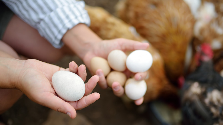 Person holding eggs with chicken in background