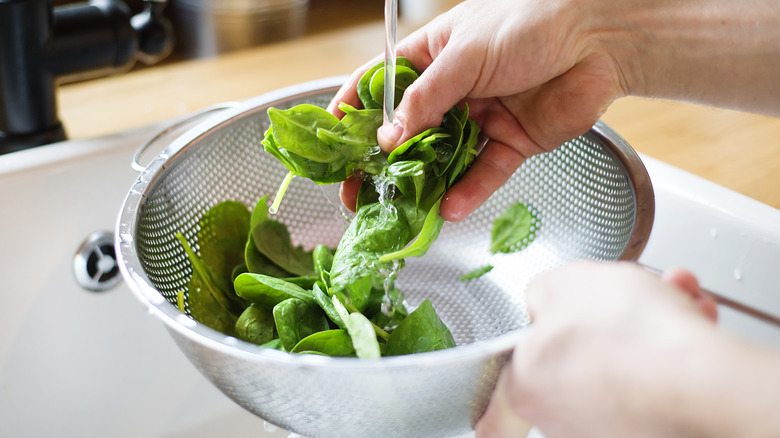 hands washing spinach in colander