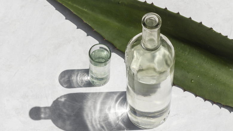 Mezcal bottle and shot of mezcal next to a big agave leaf