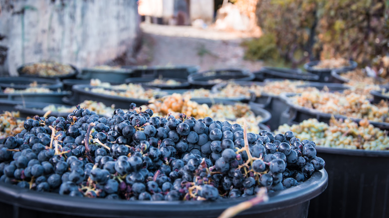 Grapes harvested in Douro valley portugal