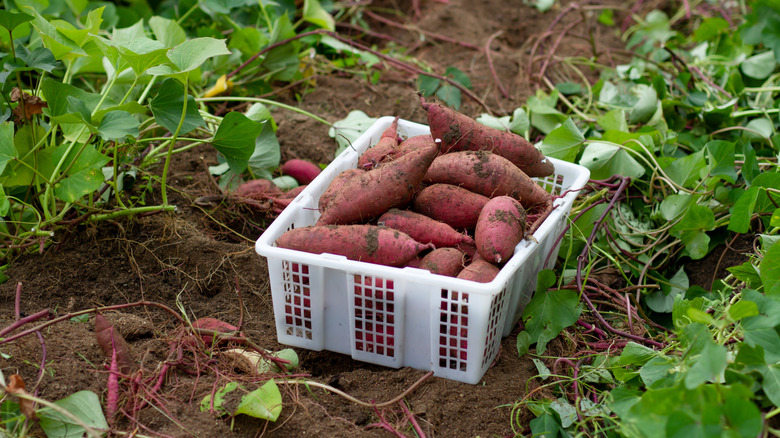 Sweet potatoes in a box in a garden