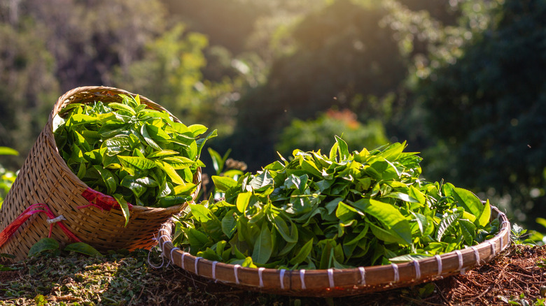 Baskets of tea leaves