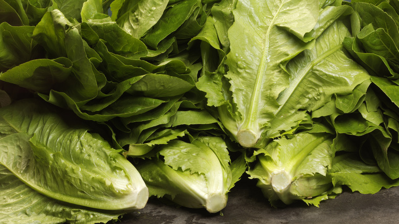 several heads of romaine lettuce
