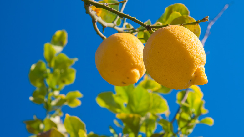lemons in lemon grove Sicily