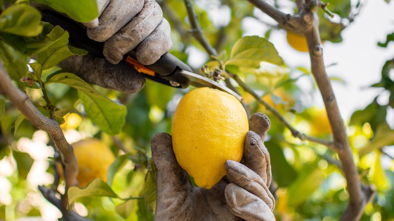 Person picking a lemon