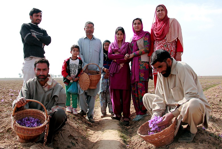 The Magical Saffron Harvest Of Kashmir