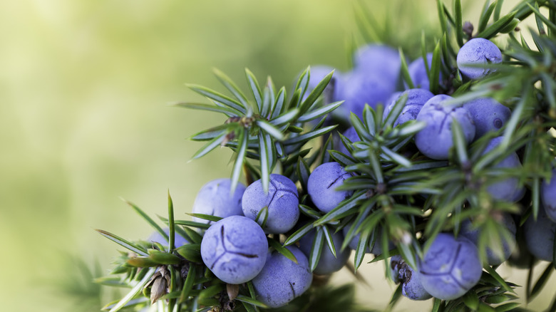 Juniper berries on tree branch