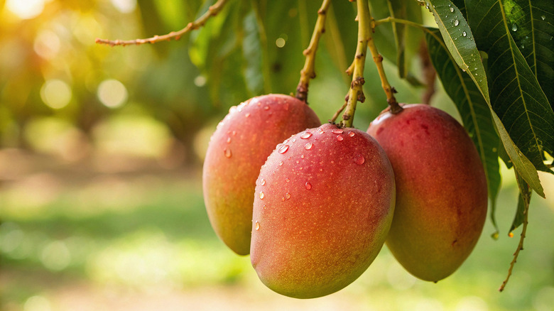 Mangoes ripening on a tree.