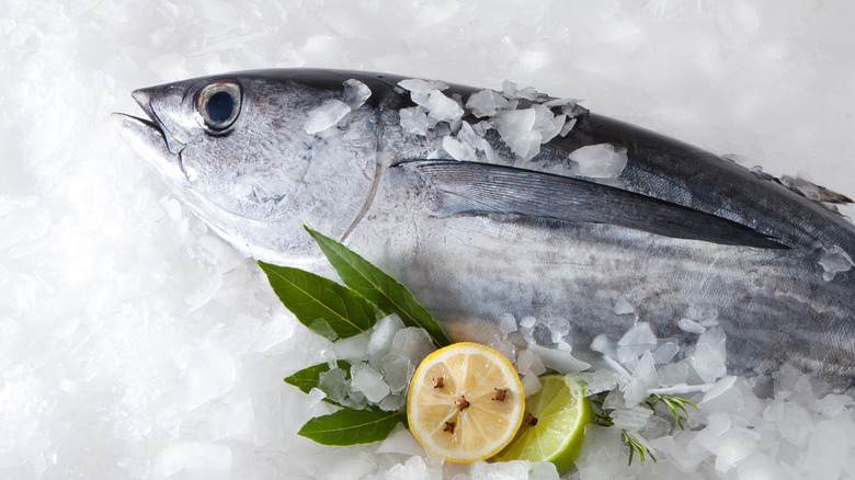 albacore tuna on ice