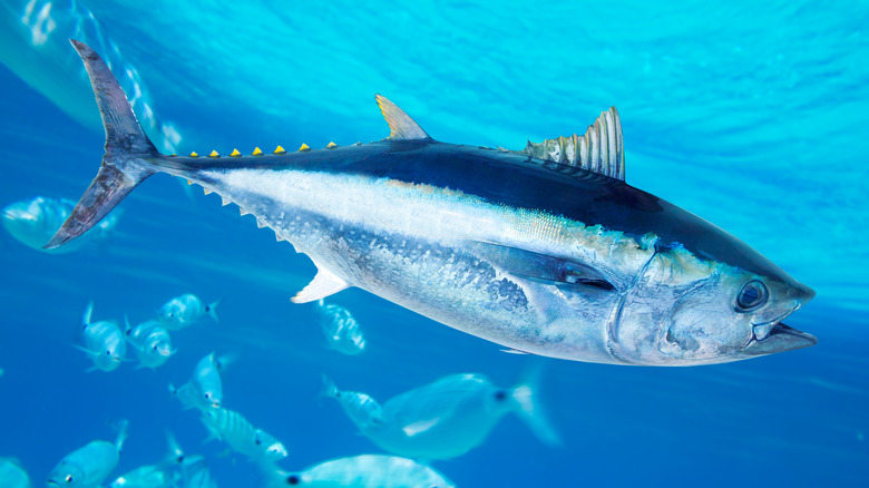 Bluefin tuna swimming underwater