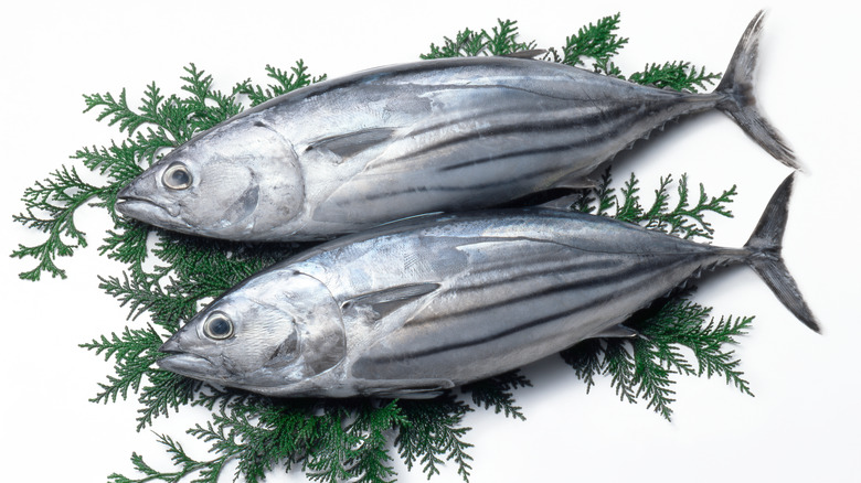 skipjack tuna on leaf sprigs