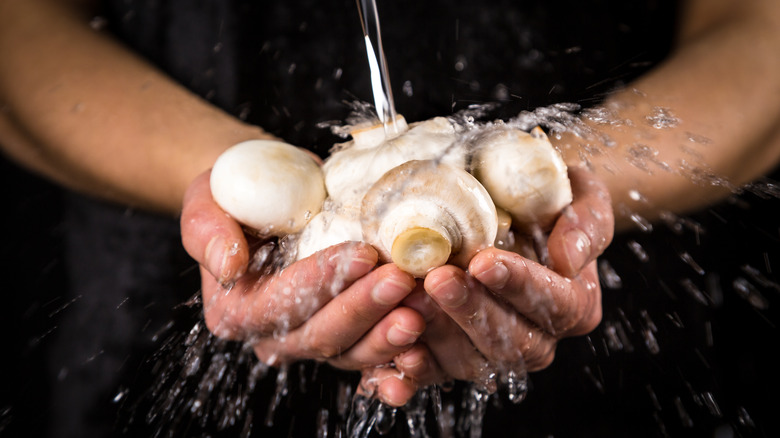 Hands rinsing mushrooms with water