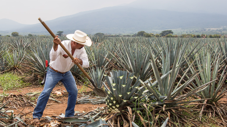 Agave farmer in field