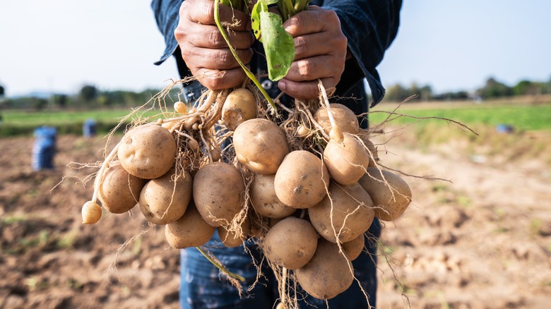 Hands holding dirt-covered potatoes