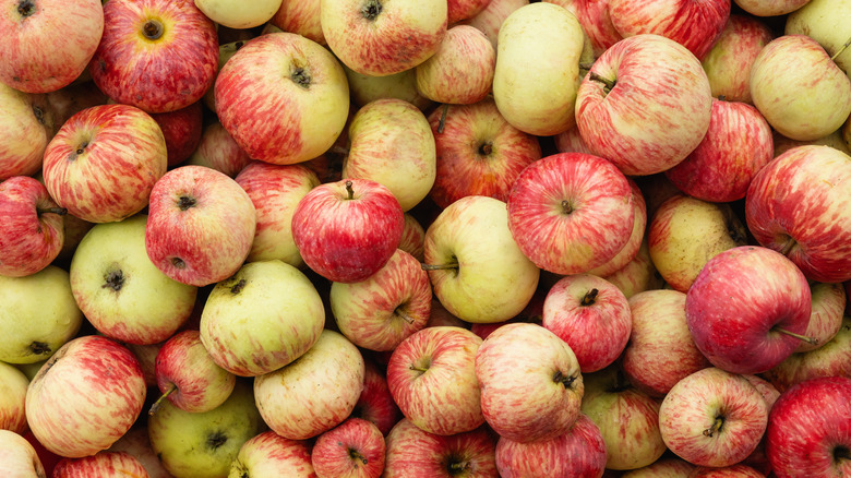Huge pile of Honeycrisp apples