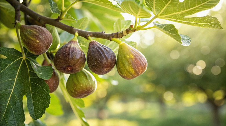 Several figs on a tree.