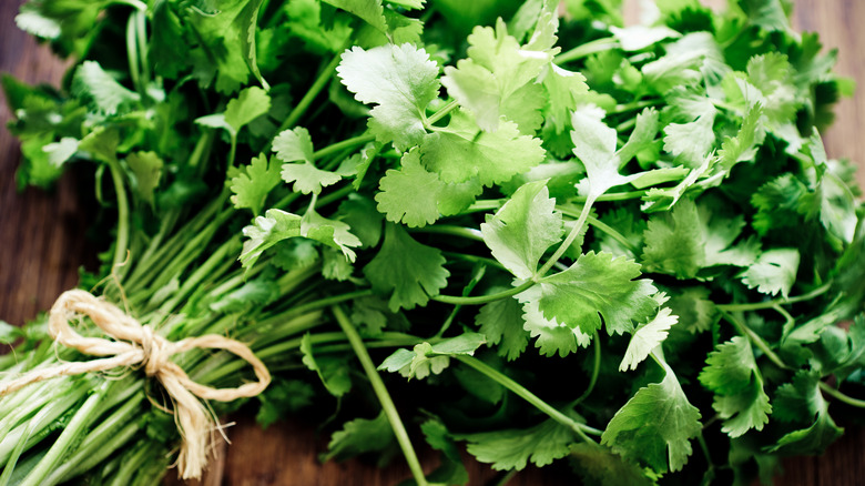 Bunch of cilantro tied with twine