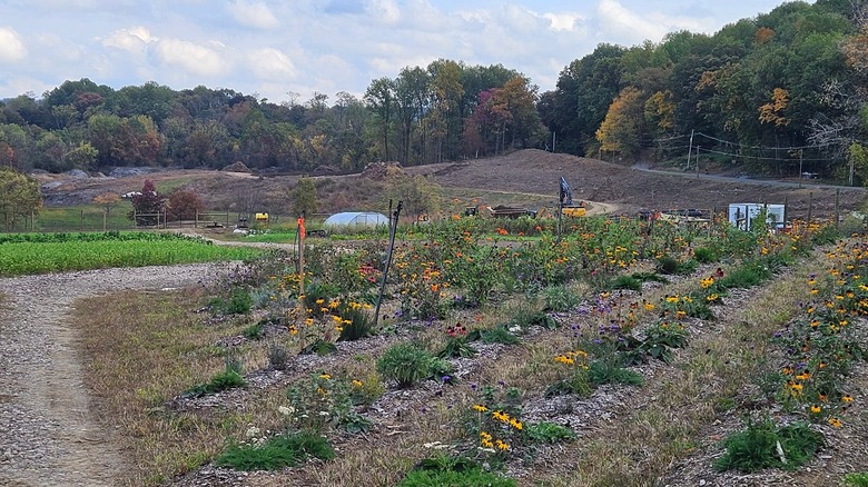 Flowers sit in lined beds in an organic farm
