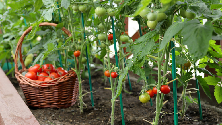 Tomatoes growing in a raised bed