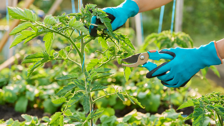 Gardener pruning tomato plant