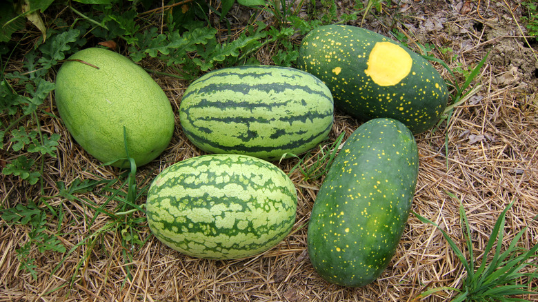 Stars and Moon watermelon 