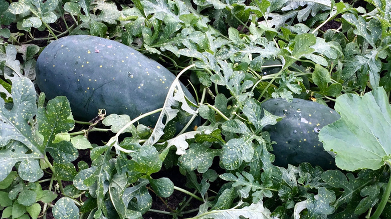 Moon and Stars watermelon skin 