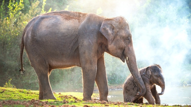 Elephant and baby by the water