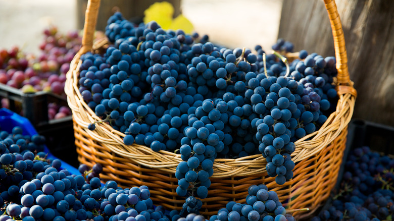 Pinot Noir grapes after harvest