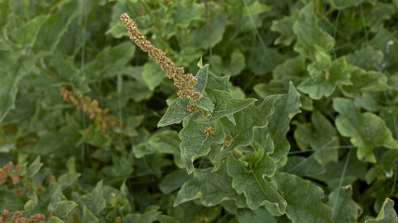 Good King Henry plant.