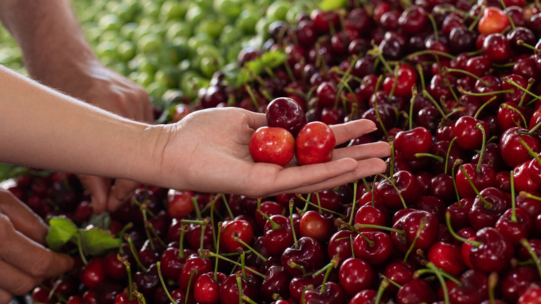Woman choosing cherries 