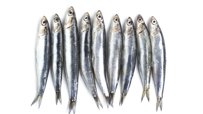 sardines on a white background