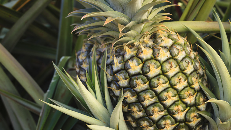 Pineapples growing on bush