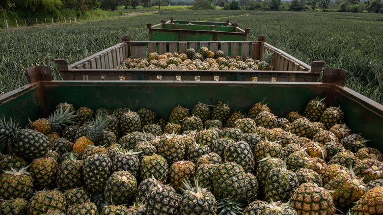 Pineapples being harvested