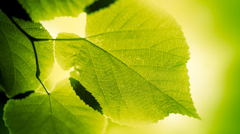 A leaf absorbing sunlight