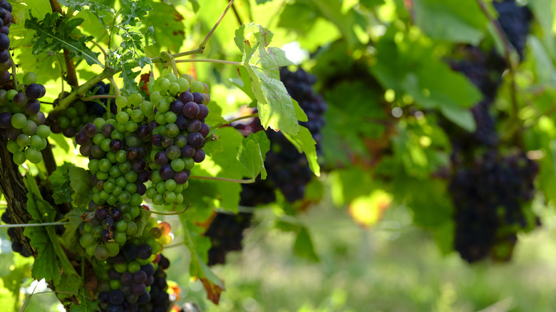 Red and white grapes on grapevine