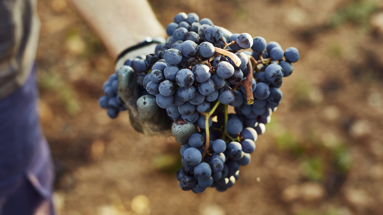 Hand holding grapes for wine at a vineyard