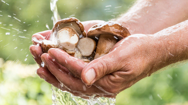 Mushrooms washed in hands