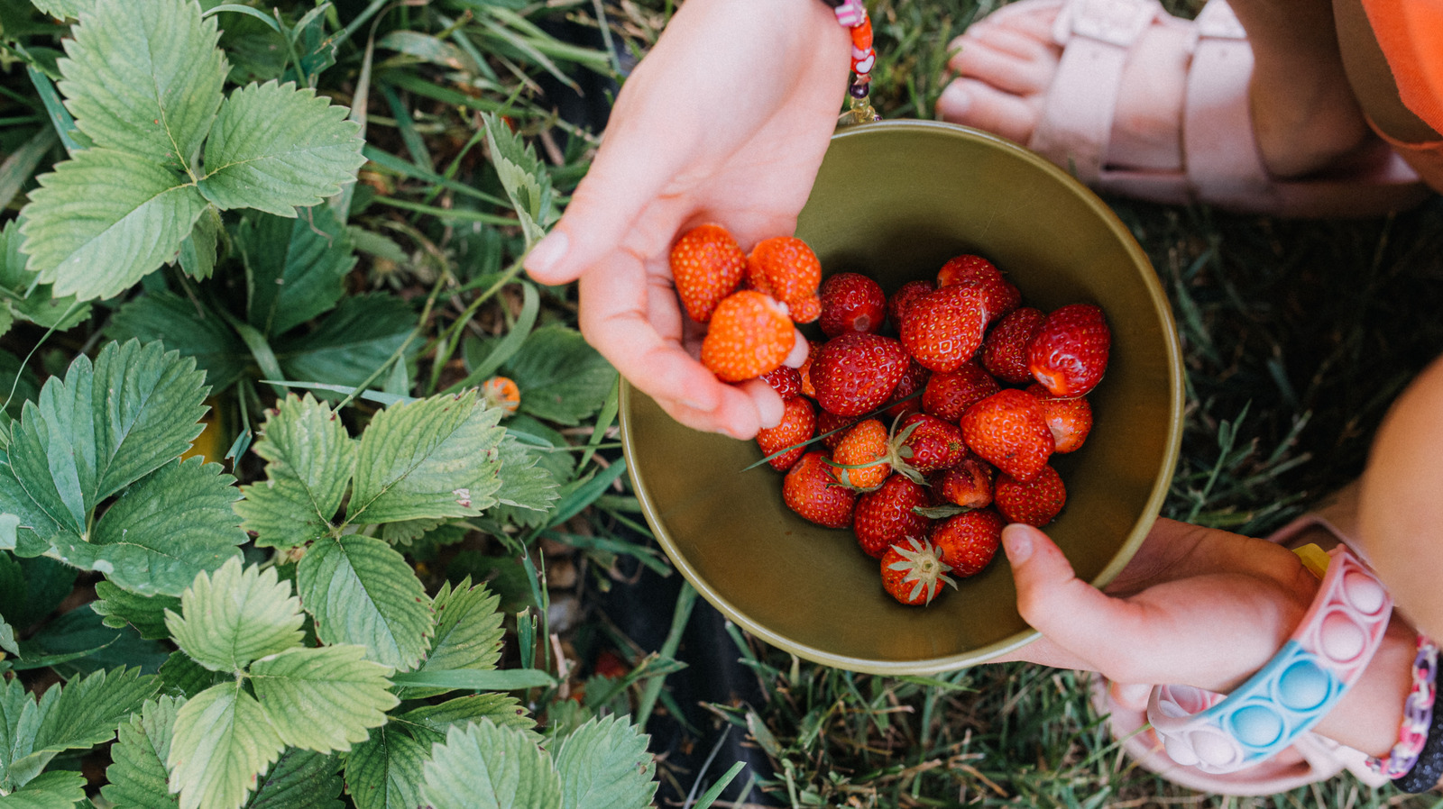 <a href="https://www.foodrepublic.com/1953716/simple-trick-storing-strawberries-keep-fresh/" target="_blank">The Simple Trick For Storing Strawberries That Keeps Them Fresh For Days</a>