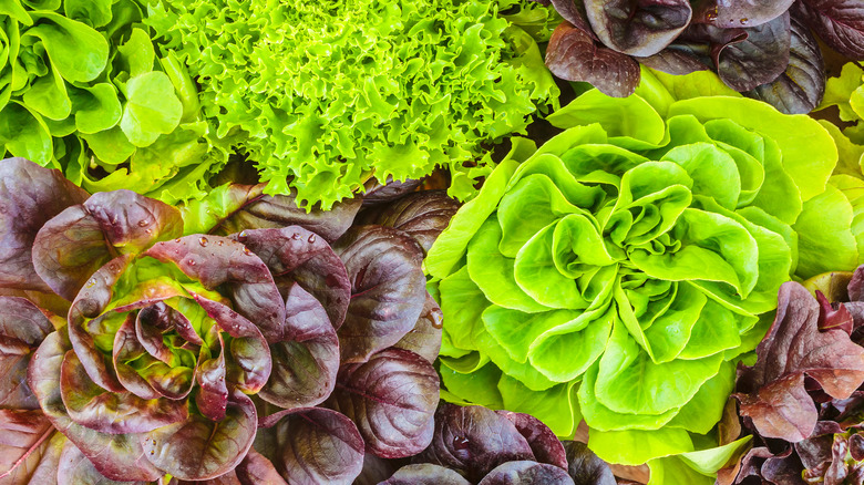 Mixed lettuce heads
