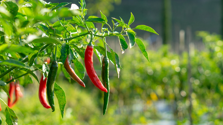 Chile peppers growing on a farm.