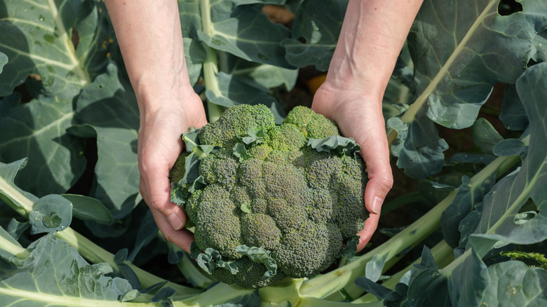Person holding broccoli crop in their hands