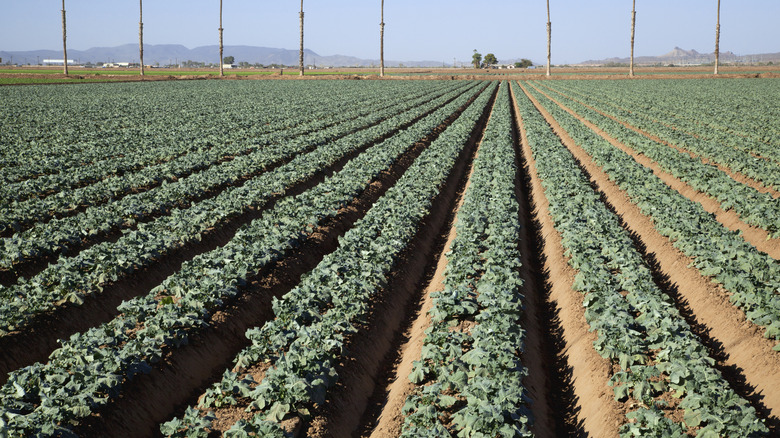 Rows of broccoli crops in a field